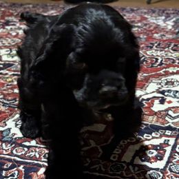 Pumpkin Boy - Black male Cocker Spaniel puppy in Kingman, Arizona from Amore’s Cockers