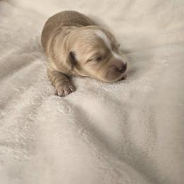 Chewie - Fawn male Havanese puppy in Trinity, Alabama from Tooties Cuties Havanese