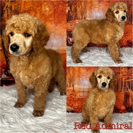 Red Admiral - Red  Poodle puppy in Swansboro, North Carolina from Monarch Standard Poodles