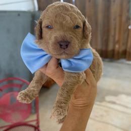 Tortellini - Yellow and white male Bernedoodle puppy in Macon County, North Carolina from Mountain Doodles