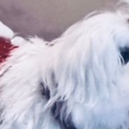 GONEE - Maltese