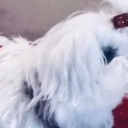 GONEE - Maltese