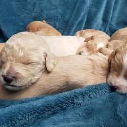 Goldendoodle Puppies from Masondixondoodles