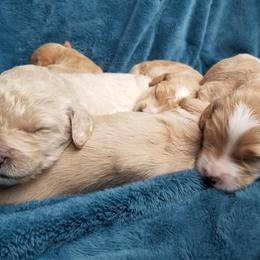 Goldendoodle Puppies from Masondixondoodles