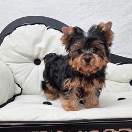 Stokes - Blue and gold male Yorkshire Terrier puppy in Monticello, Iowa from Ashley’s Puppies