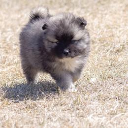 Pomsky Puppies from New World Pomskies