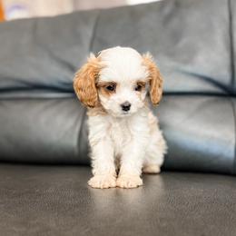 Rusty - Blenheim male Cavapoo puppy in Saint George, Utah from Fitzdoodles