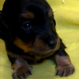 ASHA AKC REGISTERED FEMALE - Black and tan female Dachshund puppy in Elizabethtown, Kentucky from Teeny Tiny Puppy Tails