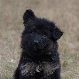 Pink Ribbon - Black and red female German Shepherd puppy in Howard City, Michigan from Sherman's Shepherds