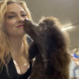 Poodle All Grown Up from Purley Poodles