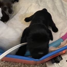 Miniature Schnauzer and Poodle Puppies from Bits & Bytes Farm