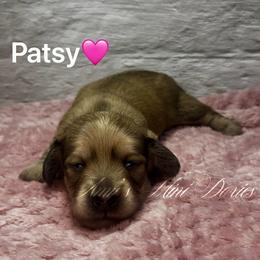 Patsy - Cream female Dachshund puppy in Jena, Louisiana from Amy’s Mini Doxies