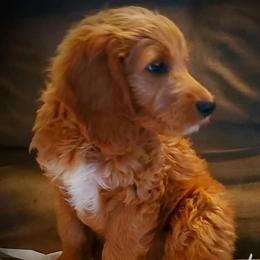 Scout - Goldendoodle