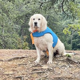 Aspen - Golden Retriever