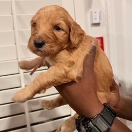 Pink - Apricot female Goldendoodle puppy in Bakersfield, California from Lavish Doodles
