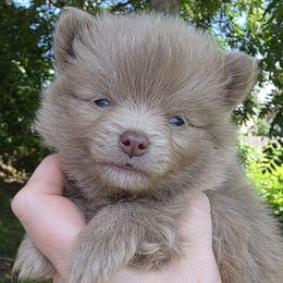 REX - Beaver male Pomeranian puppy in Hooksett, New Hampshire from Granite State Pomeranians