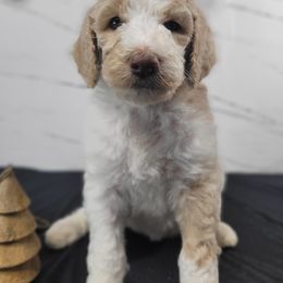 Poodle Puppies from Athena Smiles Standard Poodles