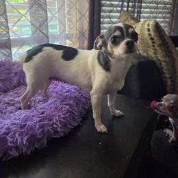 Tinsley - Blue and white female Chihuahua puppy in Ashtabula, Ohio from Paw's & Awe's Chihuahuas