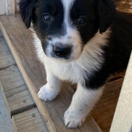 Aussiedoodle, Australian Shepherd, Miniature American Shepherd, and Poodle Puppies from Mammydoodles282