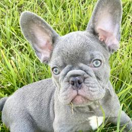 Nutmeg - Liver French Bulldog puppy in Cape Coral, Florida from Happy French Bulldogs