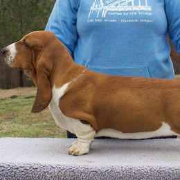 Candyland - Basset Hound