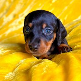 Hot Dog - Black and tan male Dachshund puppy in Austin, Texas from Duchess Daphne's Doxie Empire