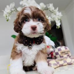 COOPER - Cafe au lait male Maltipoo puppy in Sugar Land, Texas from Celebrity Maltipoos