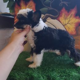 Long Haul's N'Ever Ending Claim to Fame - White and black male Chinese Crested puppy in New Castle, Pennsylvania from Long Rotts & Long Haul Cresteds