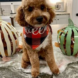 Kallie - Goldendoodle