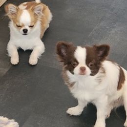 Chihuahuas from JewelsChis
