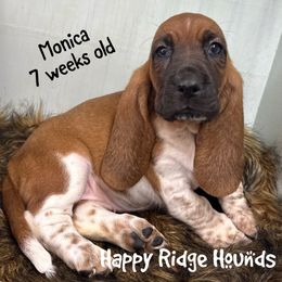 Monica - Mahogany and white female Basset Hound puppy in Mebane, North Carolina from Happy Ridge Hounds