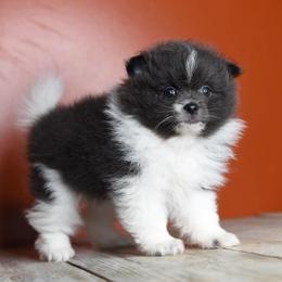 Pomeranian and Shih Tzu Puppies from Sweet Success