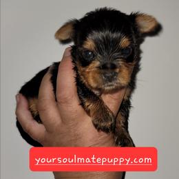 Boy 1 - Black and tan male Yorkshire Terrier puppy in Gilbert, Arizona from Yorkie Your Soulmate Puppy