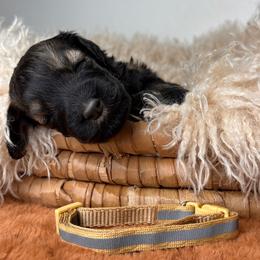 Girl 5 - Tan Collar - Pepper and salt female Giant Schnauzer puppy in St George, Utah from Schnauzer Ranch