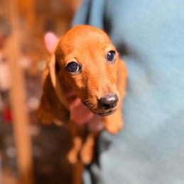 Archer - Red male Dachshund puppy in Gavilan Hills, California from Bacchanal Kennel/Ranch