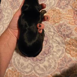 Black girl 2 - Black and rust female Doberman Pinscher puppy in New River, Arizona from Desert Mountain Dobermans