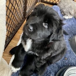 Tibetan Mastiffs from Kunlun Tibetan Mastiffs