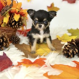 Risotto - Black and tan female Chihuahua puppy in Anderson, South Carolina from Lil Treasures Chihuahuas