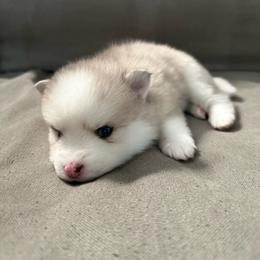 Lady - Merle female Pomsky puppy in West Sacramento, California from Pinkie's Pomskies
