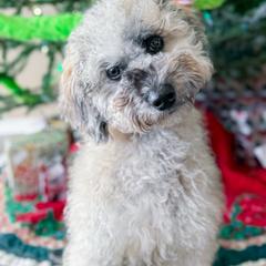 Marlowe - Training Started - Merle female Whoodle puppy in Youngstown, Florida from Wonderland’s Boujie Kennels