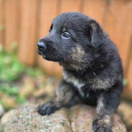 Oren - Black and tan male German Shepherd puppy in Leon, West Virginia from Heart2Heart Kennels