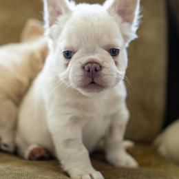 French Bulldog Puppies from Christine's French Bulldogs