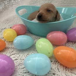 Lane - Cream male Dachshund puppy in Colonial Heights, Virginia from Mimi’s Doxies