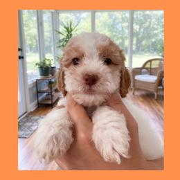 1400.00 Biscuit: Orange Collar - Parti male Goldendoodle puppy in Raceland, Louisiana from Cajun Doodles