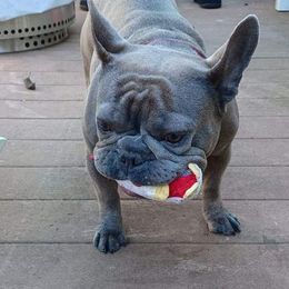 French Bulldog All Grown Up from Blue Cedar Kennels
