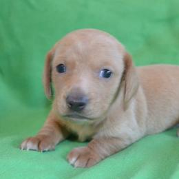 Boy 1 - Wheaten male Dachshund puppy in Cherokee, Oklahoma from Special “K” Dachshunds