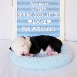 American Corgi and Pembroke Welsh Corgi Puppies from Whimsical Treasure Corgis