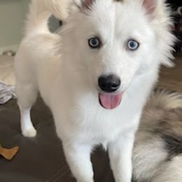 Pomskies from Pomskies of Miami