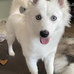 Pomskies from Pomskies of Miami