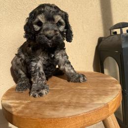 Snicker - Black and tan male Cockapoo puppy in Tucson, Arizona from Desert Puppies